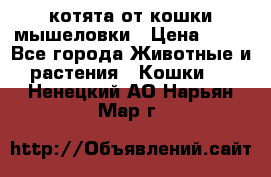 котята от кошки мышеловки › Цена ­ 10 - Все города Животные и растения » Кошки   . Ненецкий АО,Нарьян-Мар г.